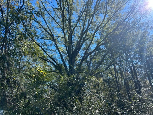 550 Union Church Ms 39668 Wesson, MS 39191 - Photo 29 of 53 Photo 29