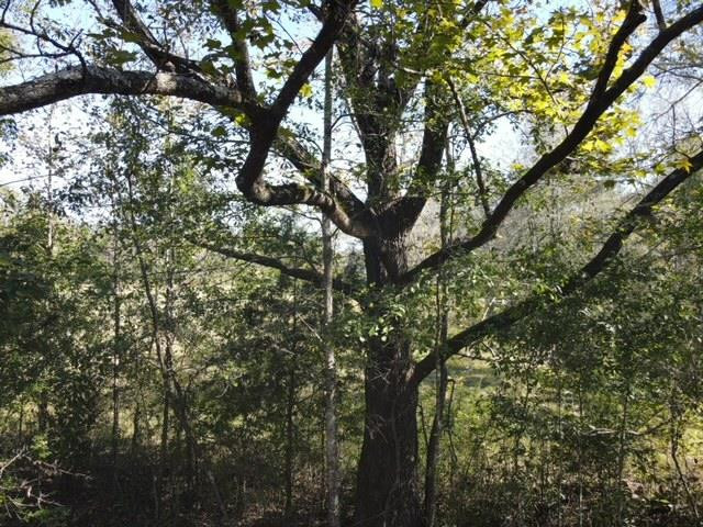 550 Union Church Ms 39668 Wesson, MS 39191 - Photo 3 of 53 Photo 3