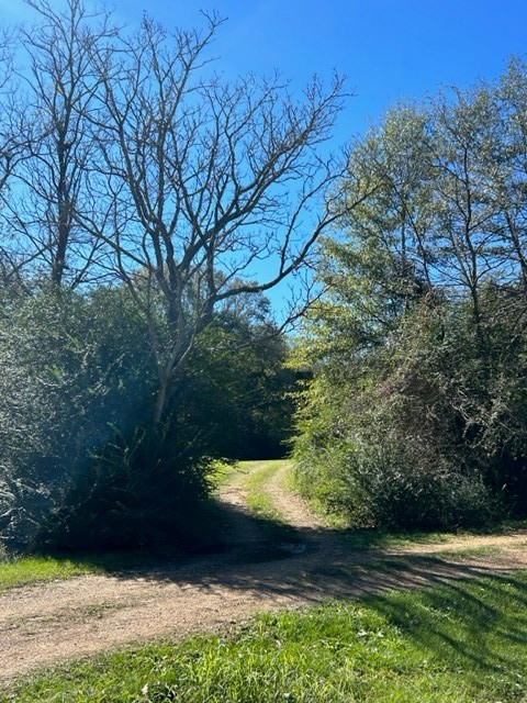 550 Union Church Ms 39668 Wesson, MS 39191 - Photo 6 of 53 Photo 6