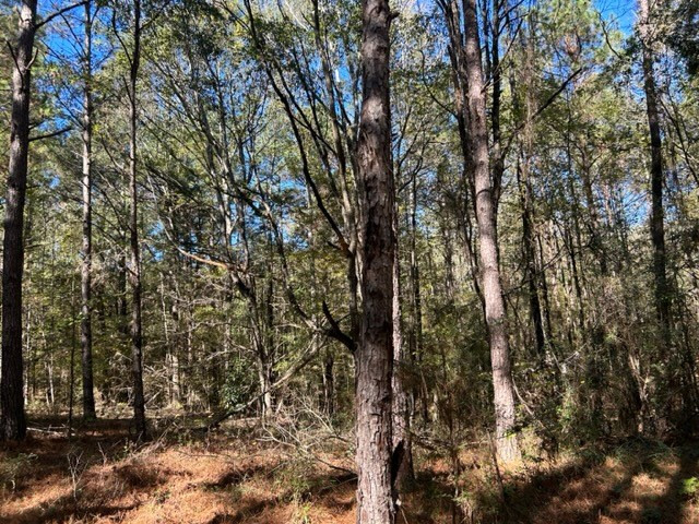 550 Union Church Ms 39668 Wesson, MS 39191 - Photo 7 of 53 Photo 7