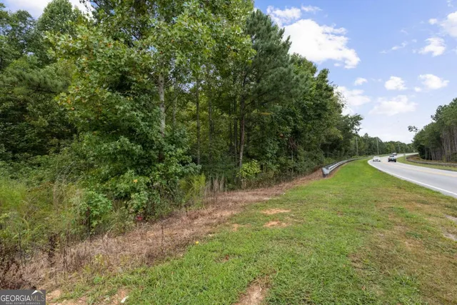 a view of a lush green forest