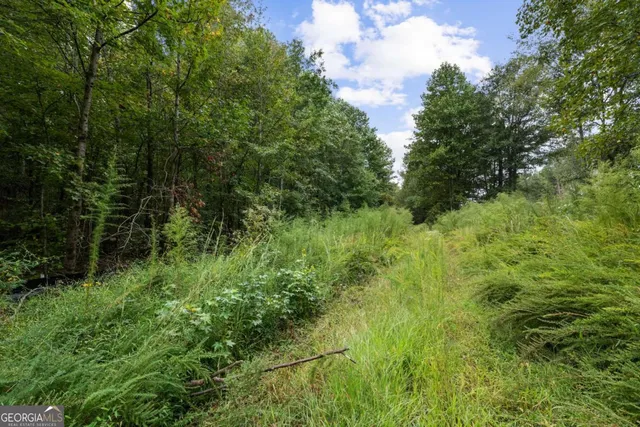 a view of a lush green forest