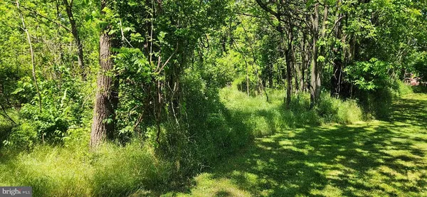 a view of a lush green space