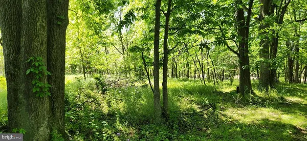 a backyard of a house with lots of trees