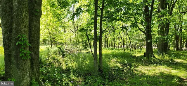 a backyard of a house with lots of trees