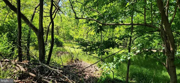 a view of swimming pool from a lush green forest