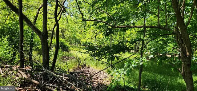 a view of swimming pool from a lush green forest