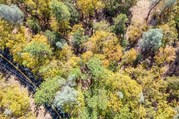 a view of a forest