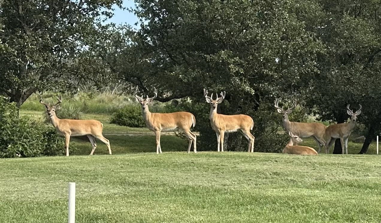 501 Bumpy Ridge Drive Burnet, TX 78611 - Photo 30 of 30