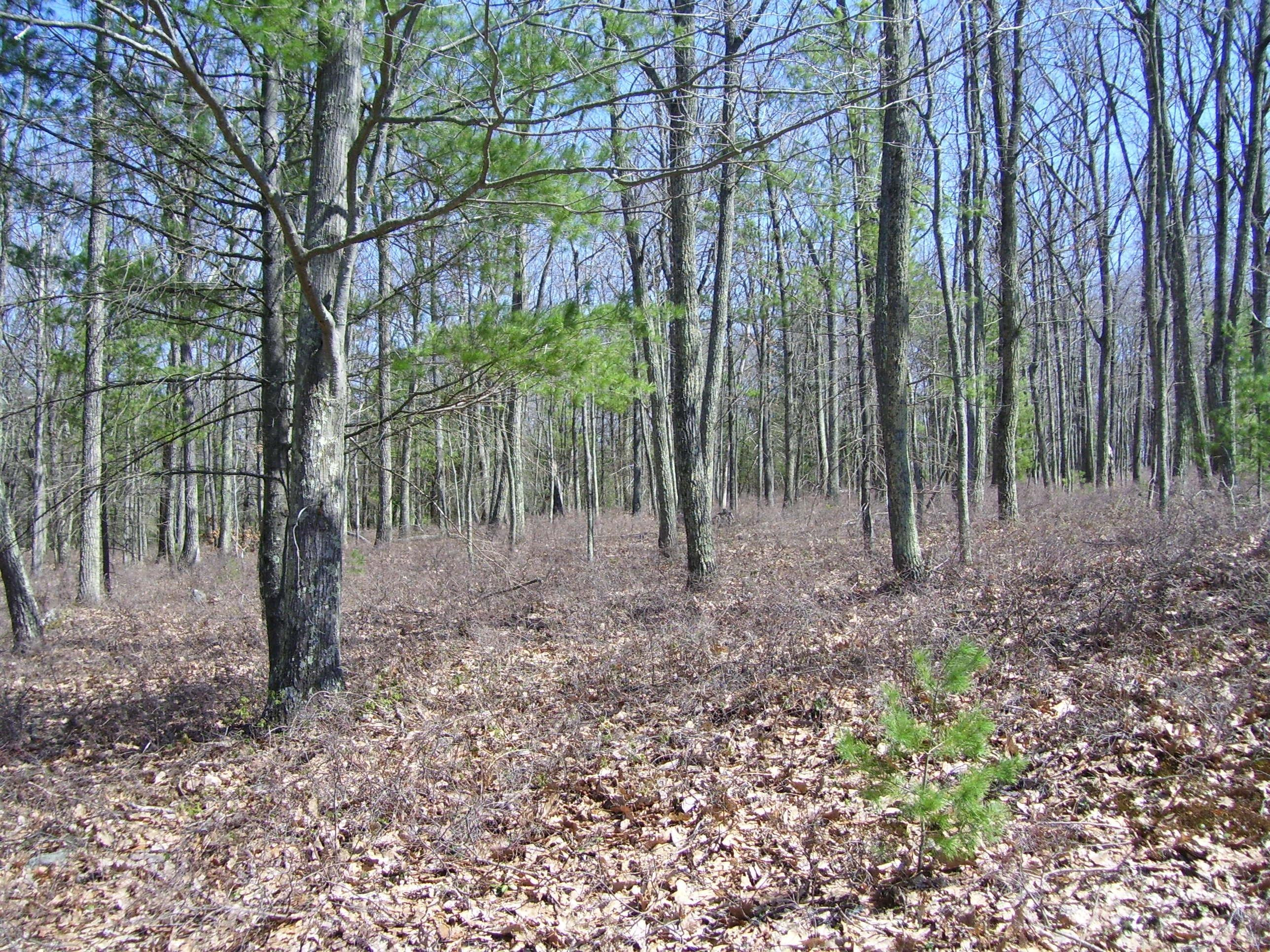 Lot 83 Marquise Road Tafton, PA 18464 - Photo 4 of 12