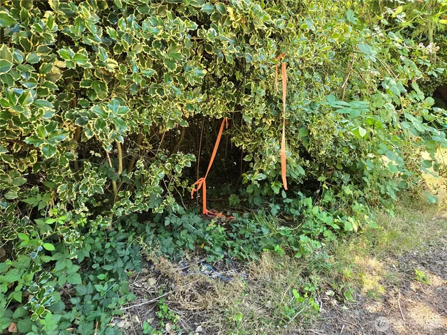 a view of a yard with plants and a bench