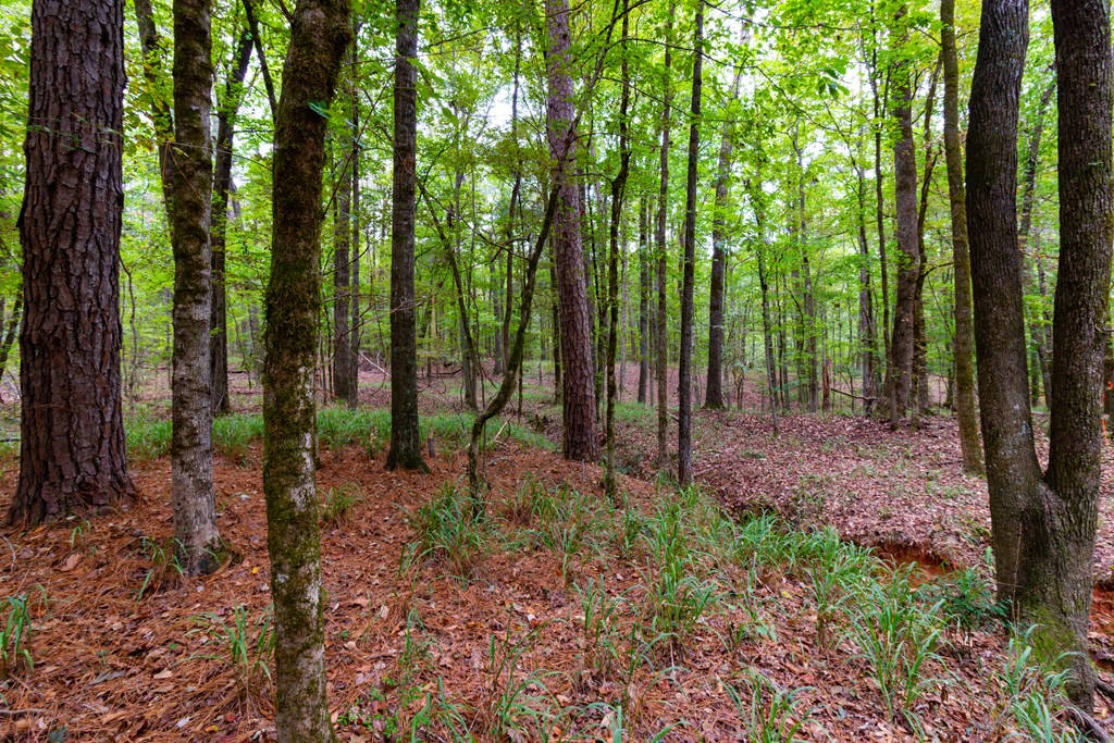 8585 McKee Road Upatoi, GA 31829 - Photo 3 of 62 a view of outdoor space with lots of trees