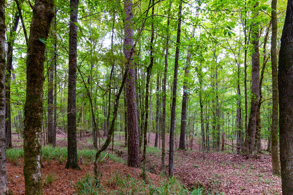 8585 McKee Road Upatoi, GA 31829 - Photo 4 of 62