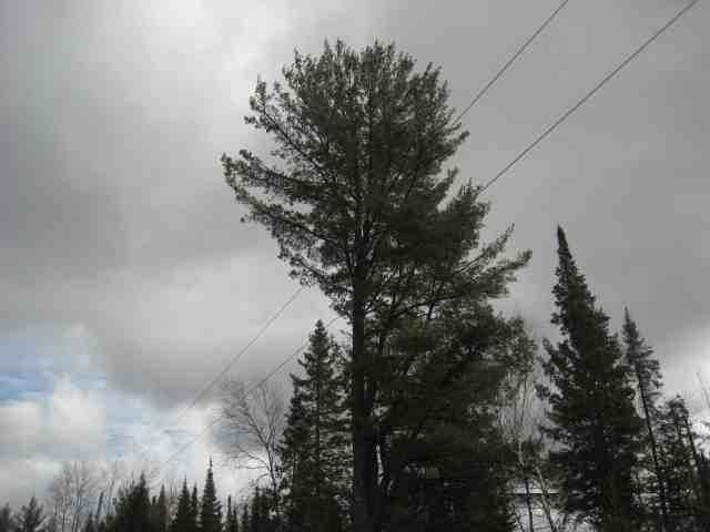 Tbd Tbd Cth Ff Mercer, WI 54547 - Photo 10 of 11 Gallery Image 10