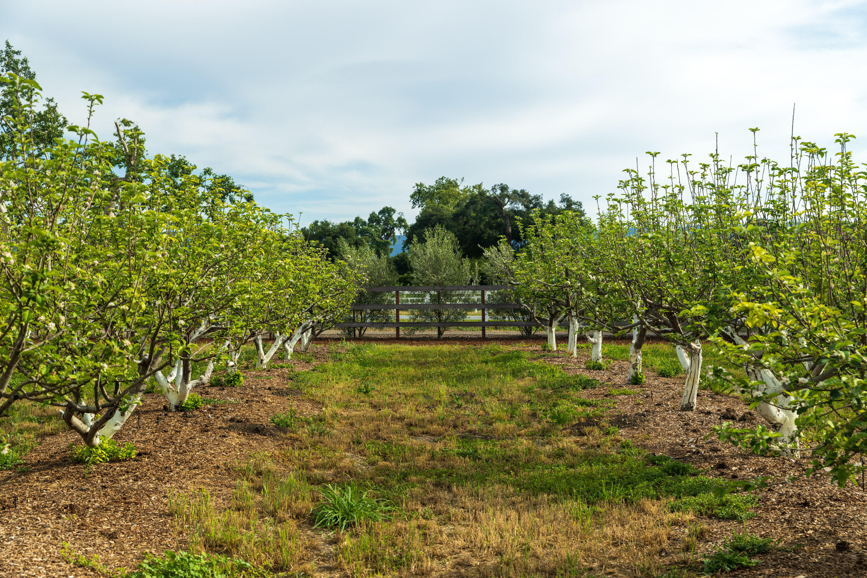 2275 Alamo Pintado Road Solvang, CA 93463 - Photo 32 of 52 2275 Alamo Pintado Web-55