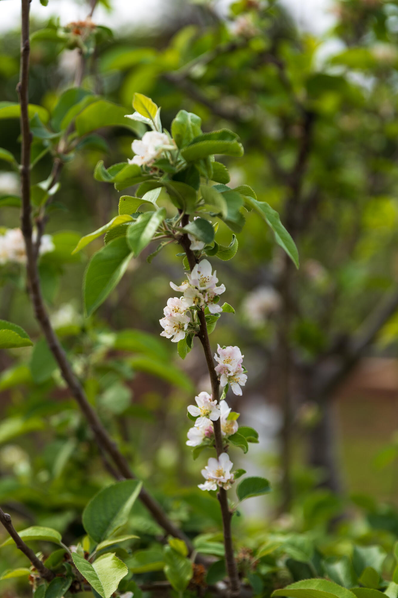 2275 Alamo Pintado Road Solvang, CA 93463 - Photo 33 of 52 2275 Alamo Pintado Web-51