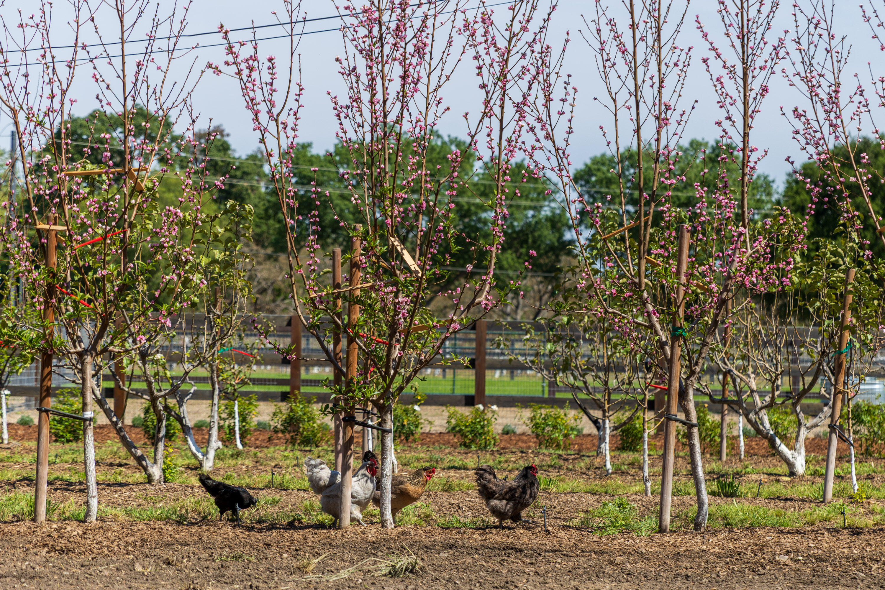 2275 Alamo Pintado Road Solvang, CA 93463 - Photo 38 of 52 2275 Alamo Pintado Web-6