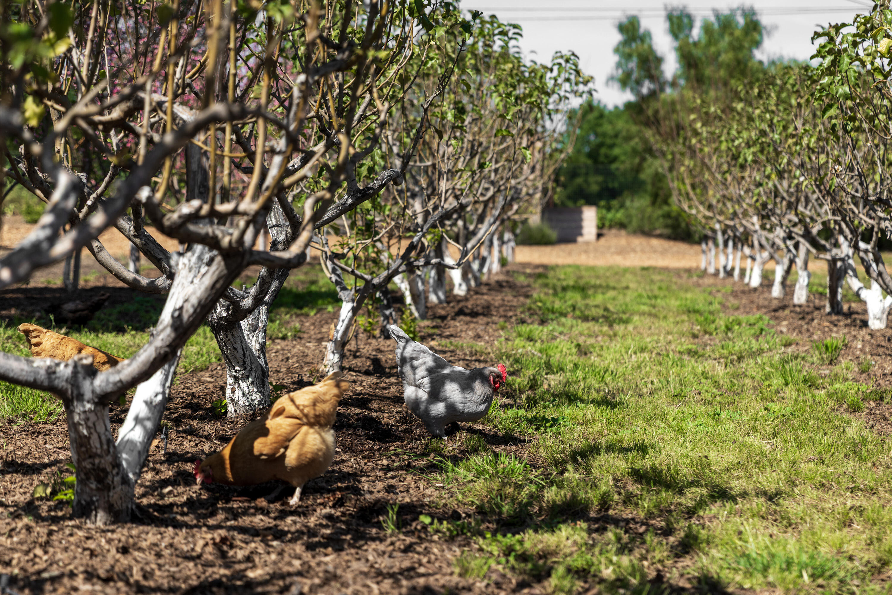 2275 Alamo Pintado Road Solvang, CA 93463 - Photo 39 of 52 2275 Alamo Pintado Web-3