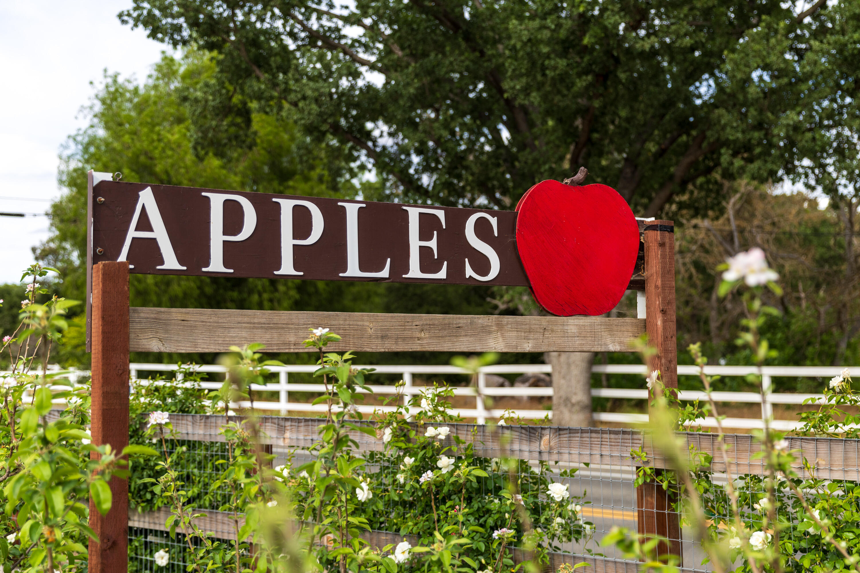 2275 Alamo Pintado Road Solvang, CA 93463 - Photo 40 of 52 2275 Alamo Pintado Web-52