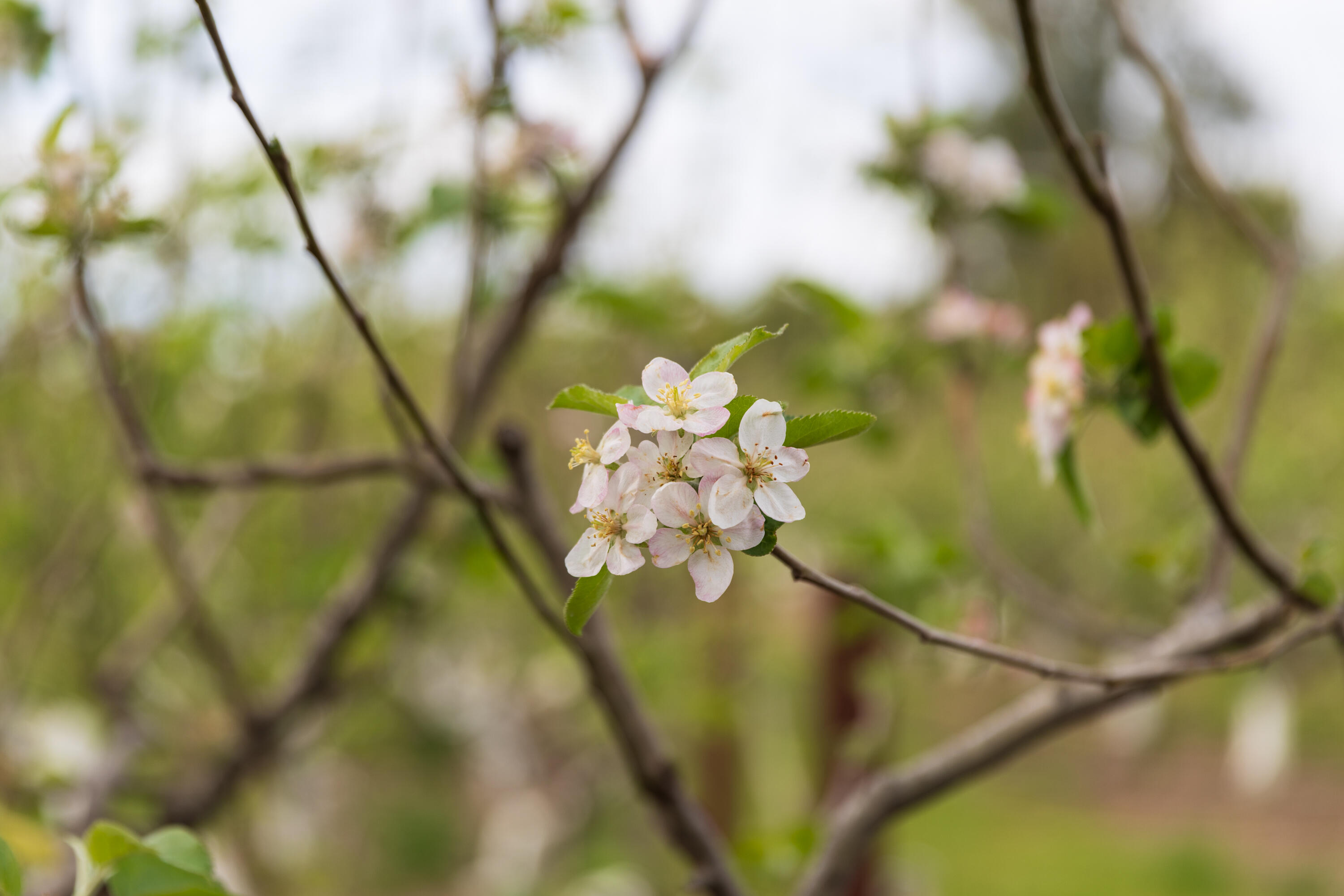 2275 Alamo Pintado Road Solvang, CA 93463 - Photo 42 of 52 2275 Alamo Pintado Web-54