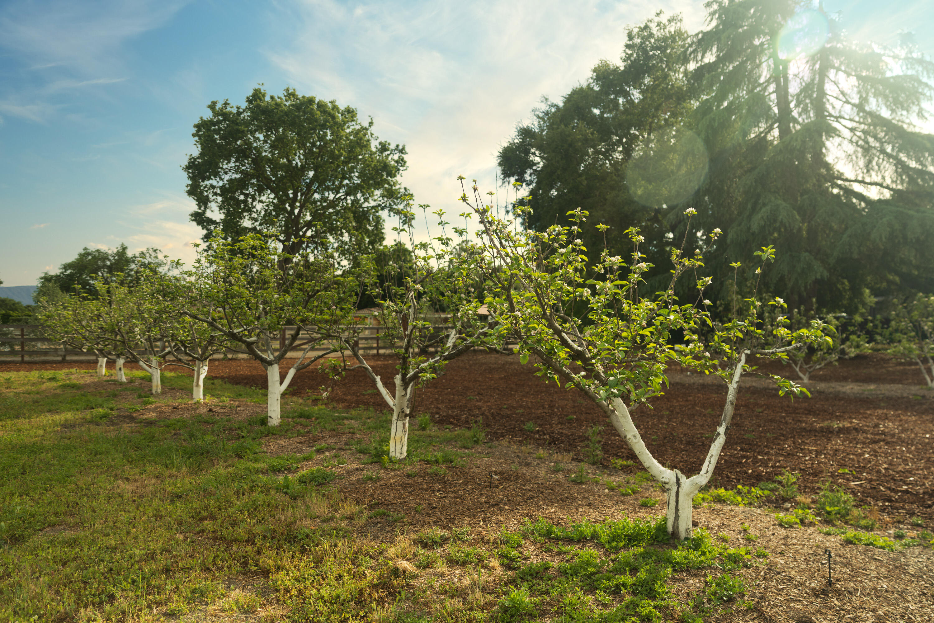 2275 Alamo Pintado Road Solvang, CA 93463 - Photo 43 of 52 2275 Alamo Pintado Web-56