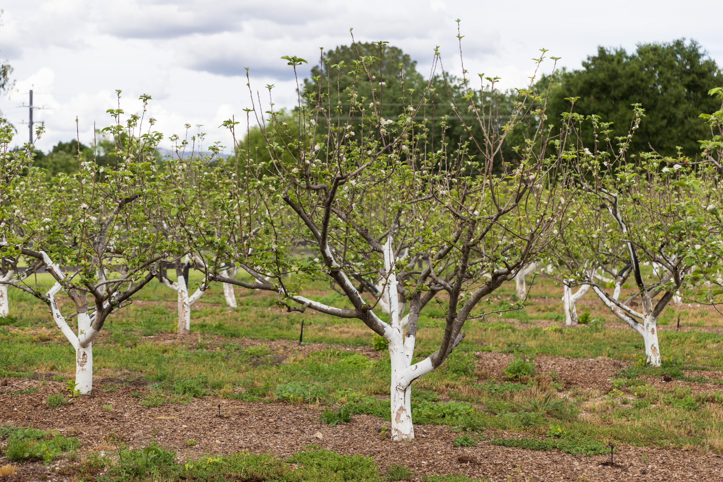 2275 Alamo Pintado Road Solvang, CA 93463 - Photo 44 of 52 2275 Alamo Pintado Web-50