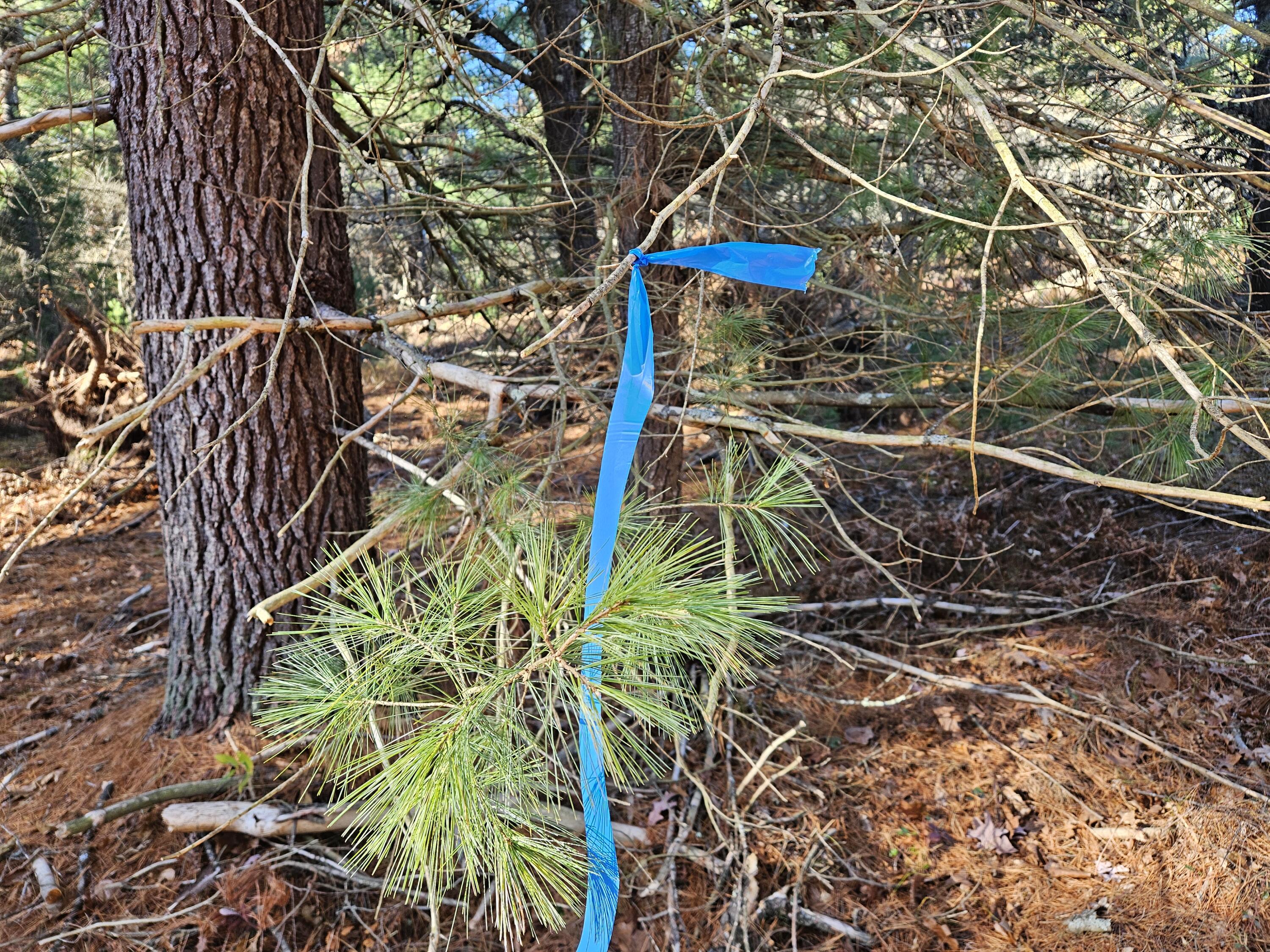 Parcel O Parcel O Tatanka Trail Baldwin, MI 49304 - Photo 1 of 7 20251113_121937