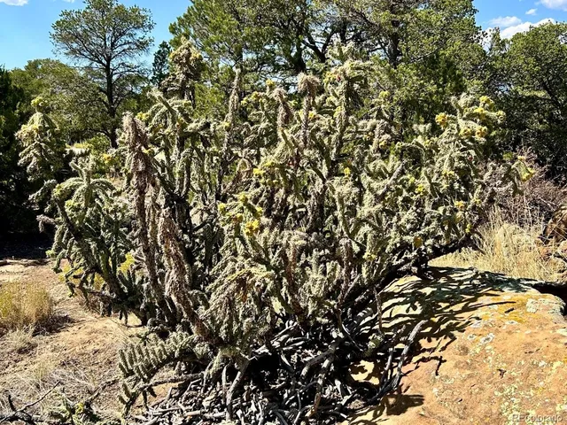 a view of swimming pool with a yard