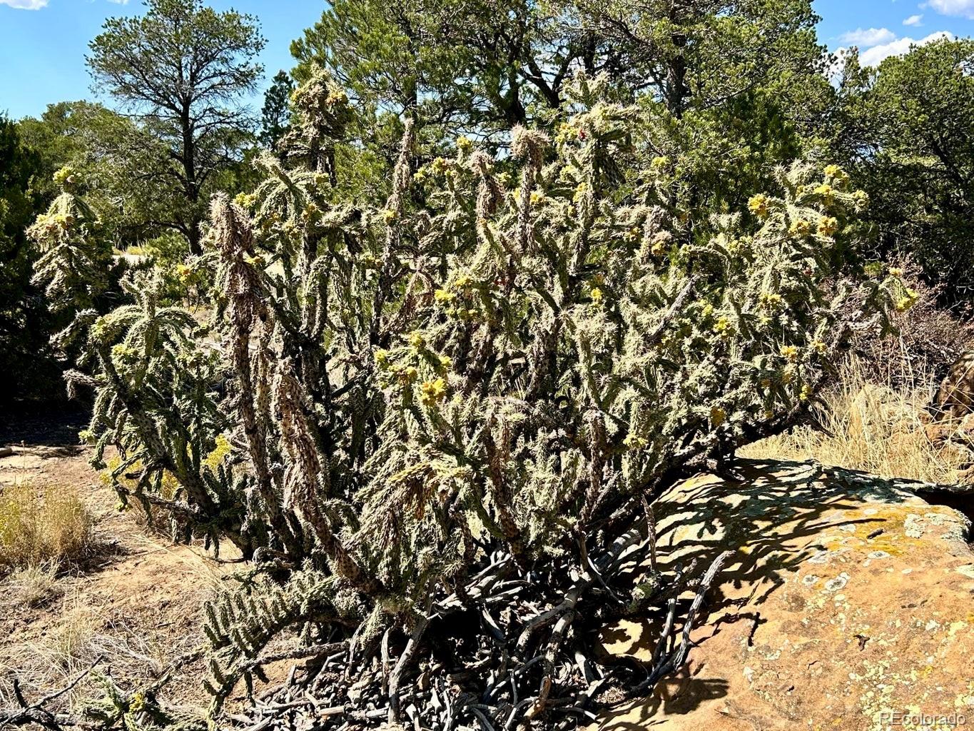 919 Los Vaqueros Circle Walsenburg, CO 81089 - Photo 6 of 10 a view of a yard