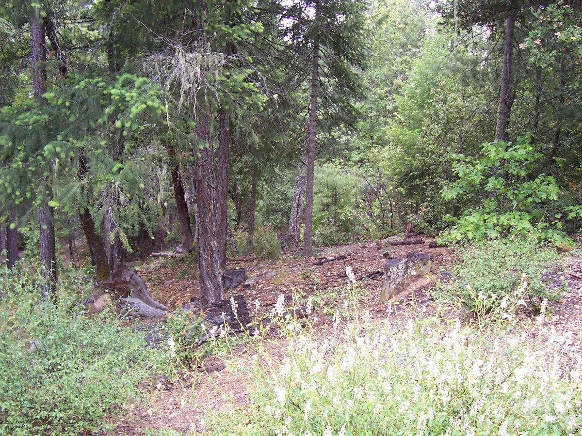 Indian Valley Road Hayfork, CA 96041 - Photo 3 of 5 a view of a forest that has large trees