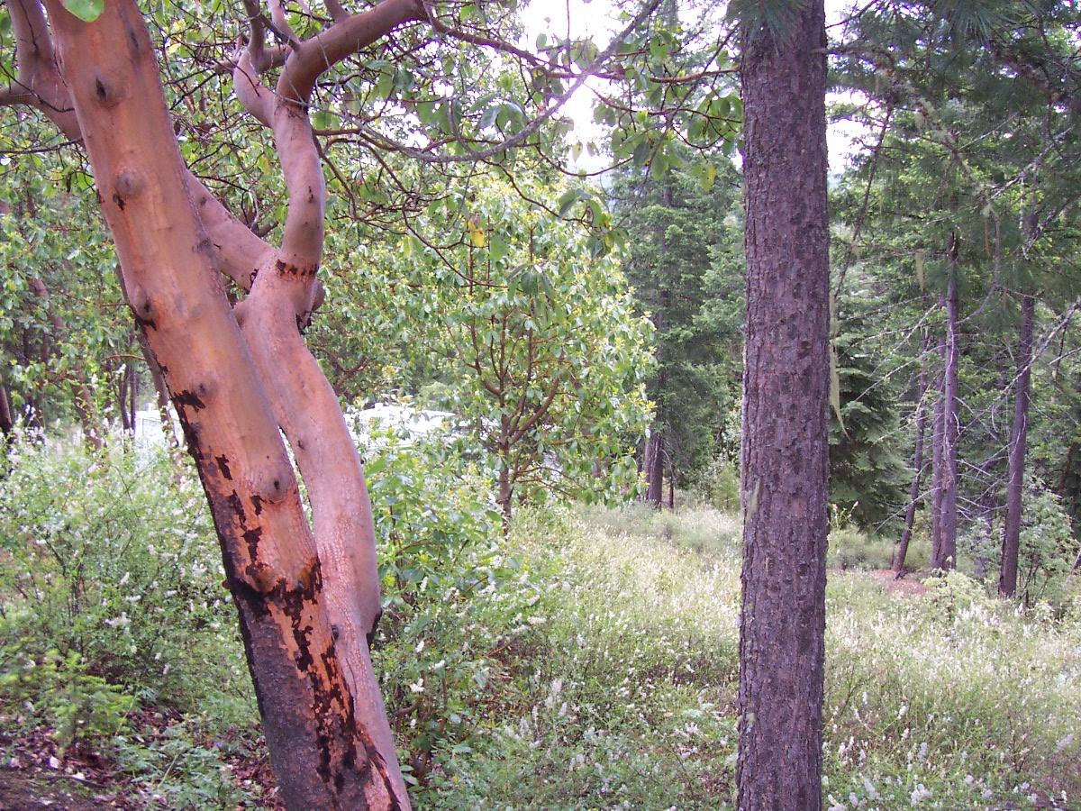 Indian Valley Road Hayfork, CA 96041 - Photo 5 of 5 a view of a forest that has a tree