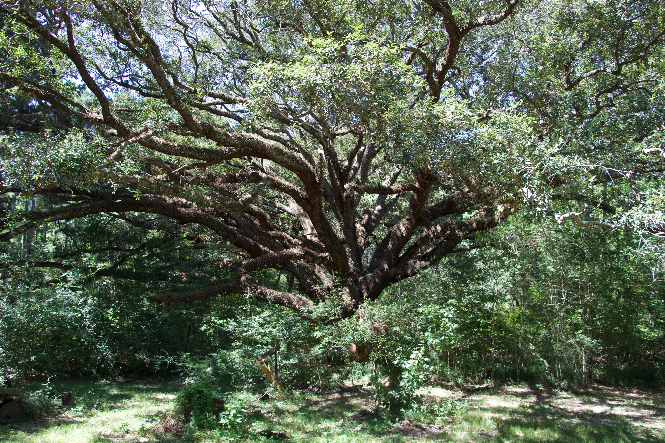 251 C Everitt Road Cleveland, TX 77328 - Photo 17 of 24 Beautiful 100+ year old oak