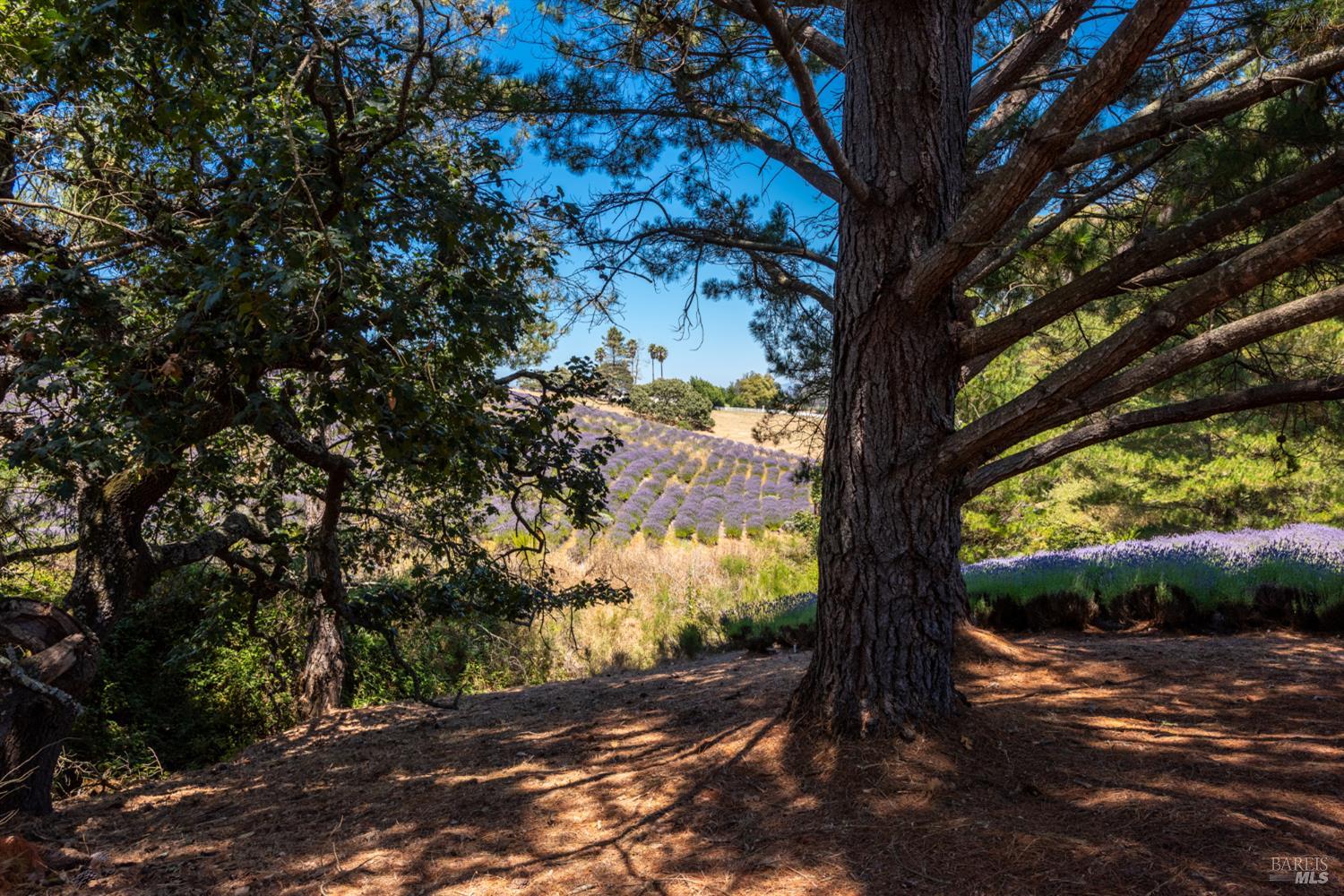3518 Bloomfield Road Sebastopol, CA 95472 - Photo 64 of 88