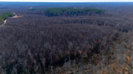 0 Whiteoak Road Stewart, TN 37175 - Photo 9 of 28 a view of a dry yard