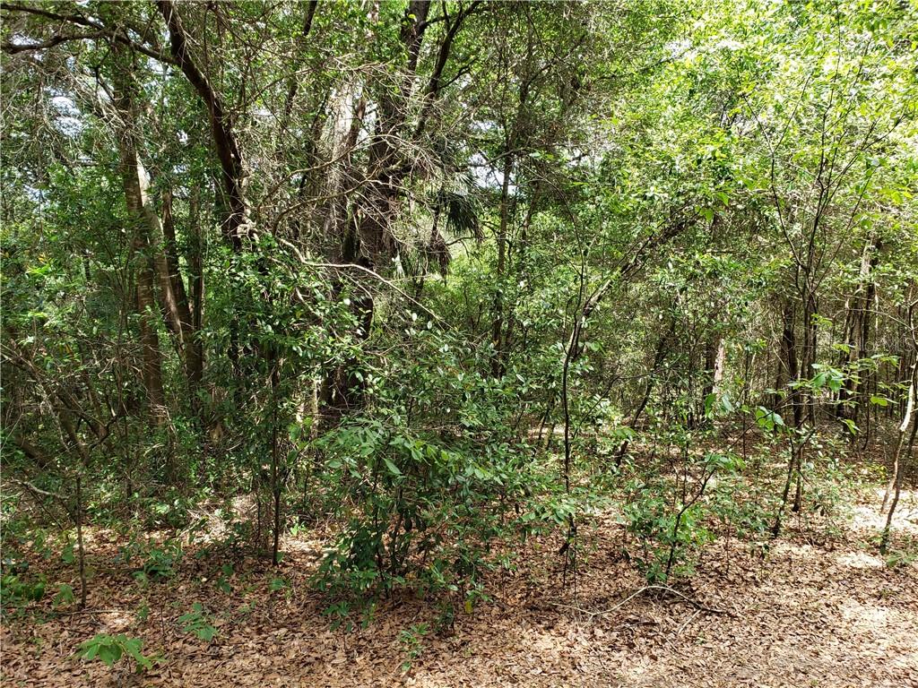0 Oaklane Road Valrico, FL 33596 - Photo 1 of 1