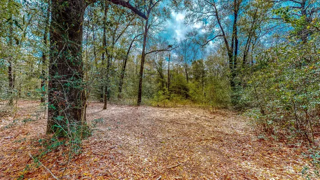 a view of a forest with trees