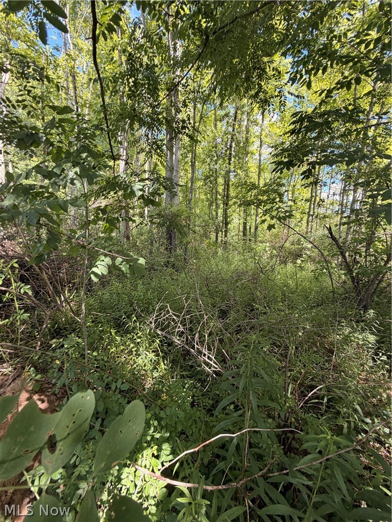 Mature deciduous trees with a dense undergrowth of varied foliage and woody brush