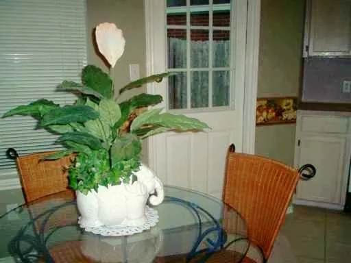 a view of a dining room with furniture and a potted plant