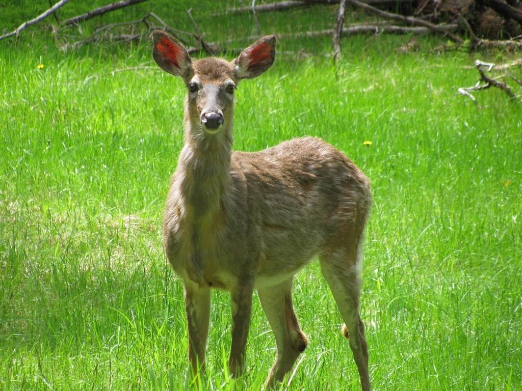 87 Sweet Road Lincoln, ME 04457 - Photo 34 of 35 The property is a natural habitat...