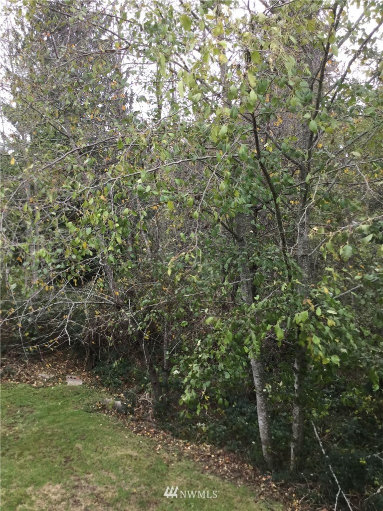 4606 Wood Place Everett, WA 98203 - Photo 33 of 37 a view of a forest