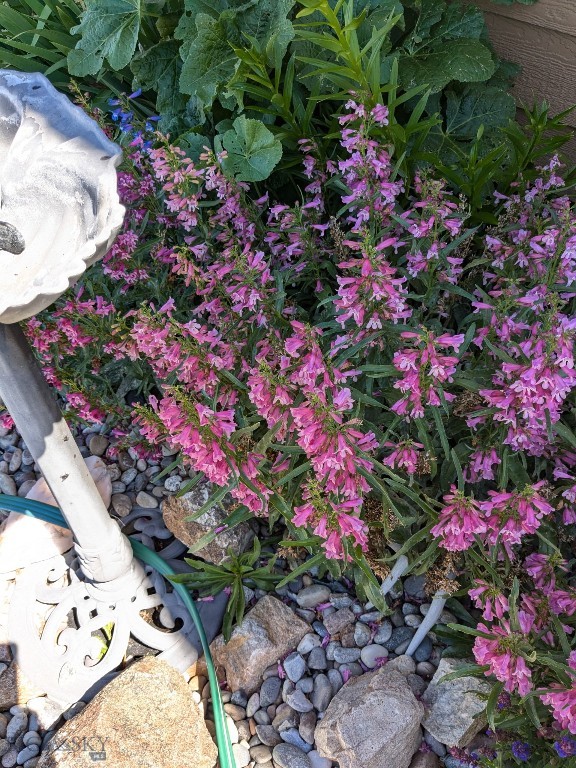 30 Mountain View Road Sheridan, MT 59749 - Photo 12 of 78 Flowers around home