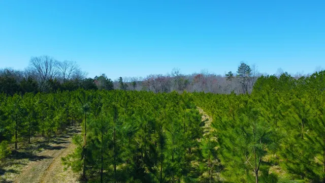 a view of a lush green space with sea