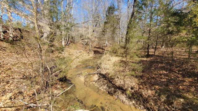 a close up of a plant with lots of bushes