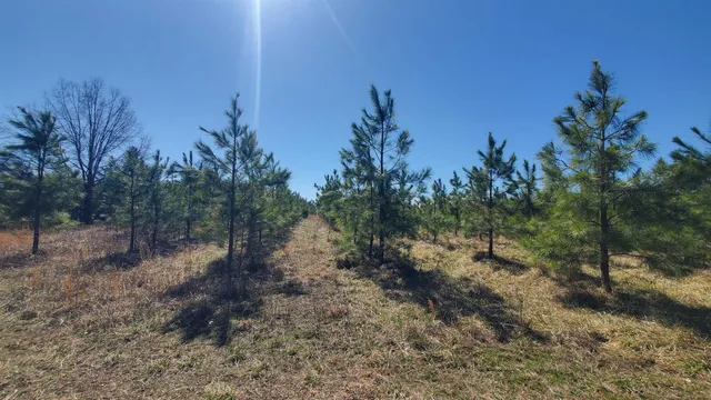 a view of a forest with trees in the background