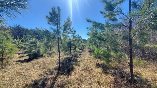 a view of a forest filled with trees