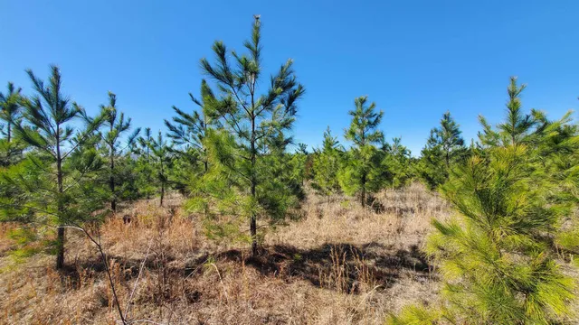 a view of a yard with plants