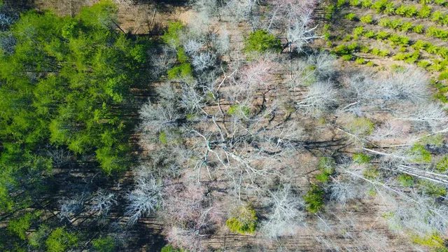 a view of a plants of a tree