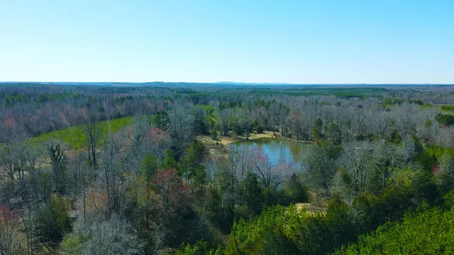 a view of a lush green forest with lots of trees