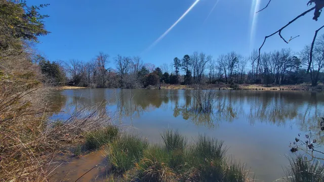 a body of water with a tree in the background