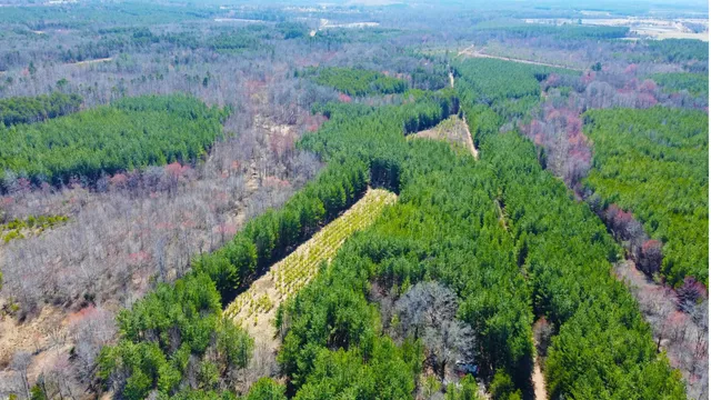 a view of a garden with plants and large trees